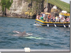 20090531_07DingleFungiBoatRide_0030